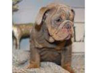 Bulldog Puppy for sale in Flora, IN, USA