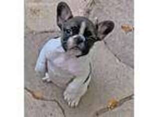 French Bulldog Puppy for sale in Eustace, TX, USA