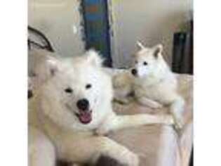Samoyed Puppy for sale in Panacea, FL, USA