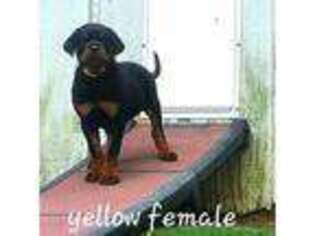 Rottweiler Puppy for sale in Godfrey, IL, USA