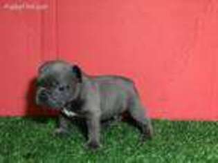 French Bulldog Puppy for sale in Uniondale, NY, USA