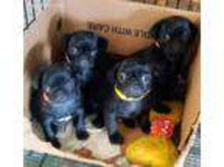 Pug Puppy for sale in Pamplin, VA, USA