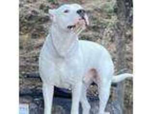 Dogo Argentino Puppy for sale in Pauma Valley, CA, USA