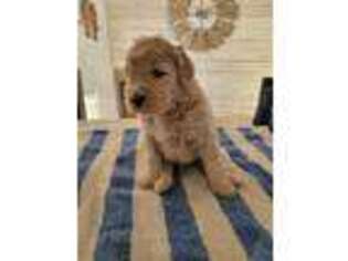 Goldendoodle Puppy for sale in Muscatine, IA, USA