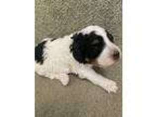 Mutt Puppy for sale in Midway, UT, USA