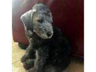 Bedlington Terrier Puppy for sale in Lindale, TX, USA