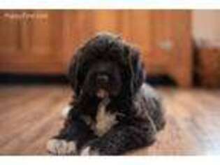 Saint Berdoodle Puppy for sale in Salmon, ID, USA