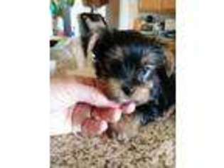 Yorkshire Terrier Puppy for sale in FERNLEY, NV, USA
