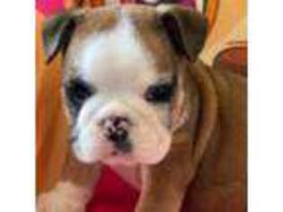 Bulldog Puppy for sale in Corbin, KY, USA