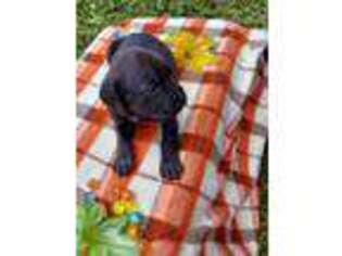 Cane Corso Puppy for sale in Stuart, FL, USA