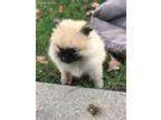 Pomeranian Puppy for sale in La Salle, IL, USA