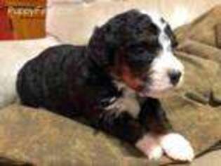 Mutt Puppy for sale in Inwood, IA, USA