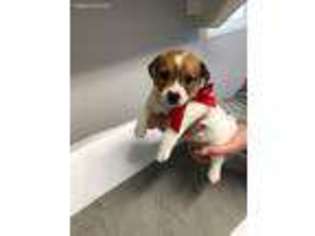 Jack Russell Terrier Puppy for sale in Temecula, CA, USA