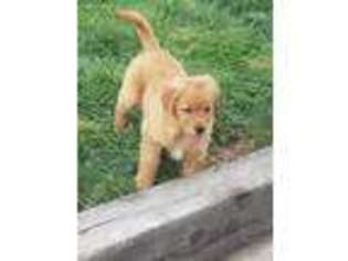 Golden Retriever Puppy for sale in Delta, CO, USA