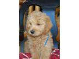 Goldendoodle Puppy for sale in Waterville, IA, USA