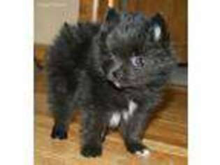 Pomeranian Puppy for sale in Devils Lake, ND, USA