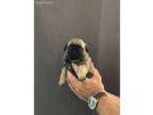Pug Puppy for sale in Ithaca, NY, USA