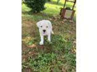 Boxer Puppy for sale in Reva, VA, USA