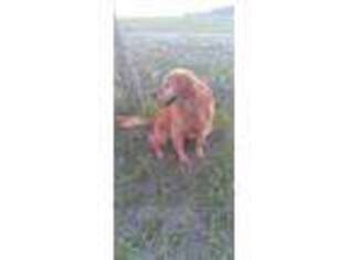 Golden Retriever Puppy for sale in Peyton, CO, USA