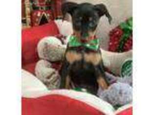 Miniature Pinscher Puppy for sale in Worcester, MA, USA
