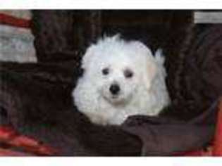 Bichon Frise Puppy for sale in Bowling Green, KY, USA