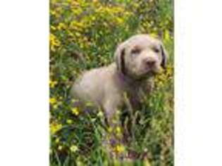 Labrador Retriever Puppy for sale in Spring Branch, TX, USA