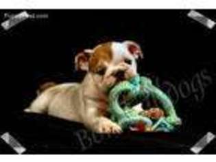 Bulldog Puppy for sale in Boise, ID, USA