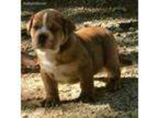 Alapaha Blue Blood Bulldog Puppy for sale in Florence, TX, USA