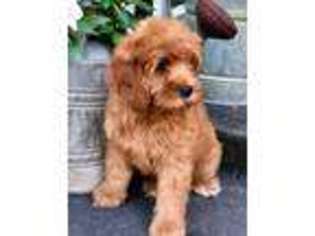 Labradoodle Puppy for sale in New Smyrna Beach, FL, USA