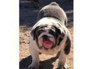 Bulldog Puppy for sale in Kingman, AZ, USA