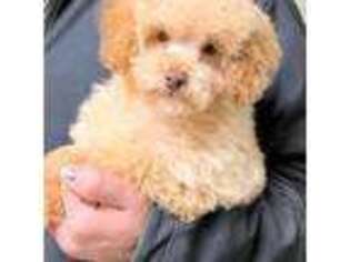 Mutt Puppy for sale in Wilmington, IL, USA
