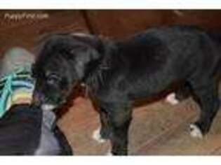 Great Dane Puppy for sale in Midland, MI, USA