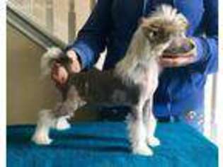 Chinese Crested Puppy for sale in Tomball, TX, USA