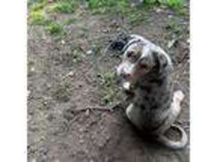 Labrador Retriever Puppy for sale in Akron, OH, USA