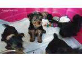 Yorkshire Terrier Puppy for sale in Mobile, AL, USA