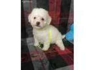 Bichon Frise Puppy for sale in Mountainburg, AR, USA