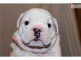 Bulldog Puppy for sale in Hattiesburg, MS, USA