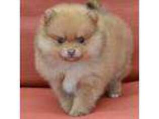 Pomeranian Puppy for sale in Dewitt, MI, USA