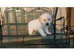 Mutt Puppy for sale in Chestnut, IL, USA