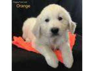 Mutt Puppy for sale in Fenwick, MI, USA