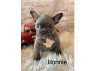 French Bulldog Puppy for sale in Chapman, KS, USA