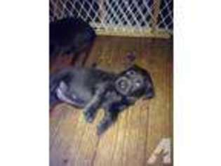 Labrador Retriever Puppy for sale in MONTPELIER, VA, USA