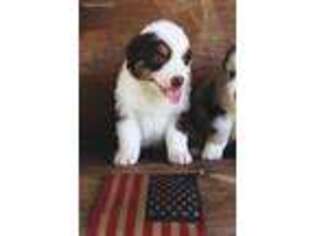 Australian Cattle Dog Puppy for sale in Greenfield, OH, USA