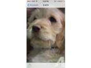 Labradoodle Puppy for sale in SAINT LOUIS, MO, USA