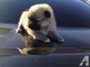 Pomeranian Puppy for sale in PASADENA, TX, USA