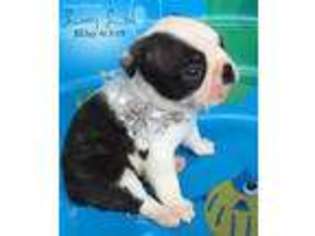 Boston Terrier Puppy for sale in Moselle, MS, USA