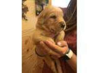 Golden Retriever Puppy for sale in Hampton, GA, USA