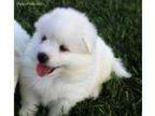 American Eskimo Dog Puppy for sale in Montevideo, MN, USA