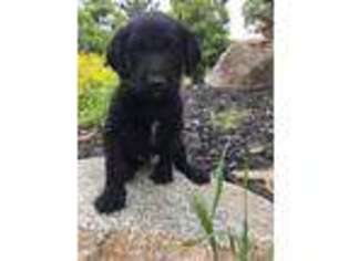 Labradoodle Puppy for sale in Newcastle, CA, USA