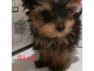 Yorkshire Terrier Puppy for sale in Riverside, CA, USA